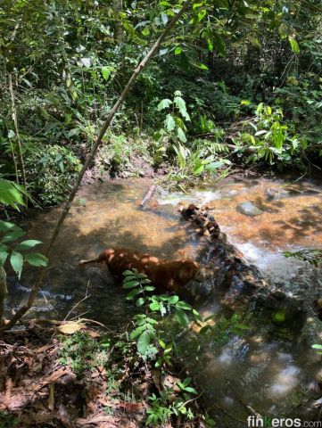 Finca a Villavicencio: i Llanos a tre ore da Bogotá